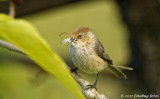 The Beguiling Bushtit