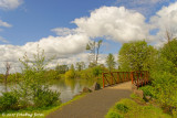 Path and Bridge in Delta Ponds