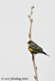Yellow Rumped Warbler