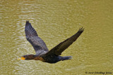 Flying Low Over the Ponds