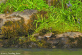 Spotted Sandpiper?