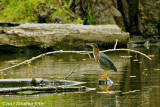 My First Sighting of a Green Heron This Year.