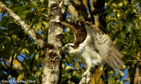 In The Tree Tops