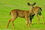 Oh Deer, Youngsters Are Always Hungry!