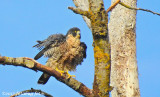Peregrine Falcon
