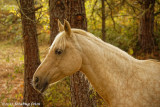 Gorgeous Goldie!