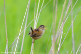 The Marsh Wrens Song