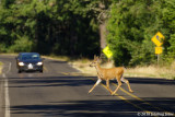 A Young Buck Who Thinks He owns the Road!