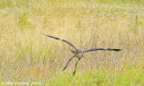 Cleared For Landing!