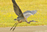 The Majestic Great Blue Heron