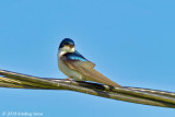 Tree Swallow With Mouthful