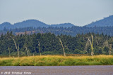 Some Old Snags in the Fern Ridge Wildlife Area