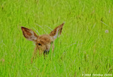 Hiding in the Grass