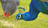 Peabody and Friend Sharing a Meal