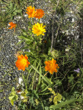 Treasure Flowers (gazania rigens)