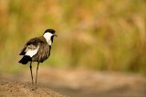 Sporenkievit - Vanellus spinosus - Spur-winged Lapwing