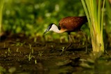 Lelieloper - Actophilornis africanus - African Jacana