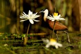 Lelieloper - Actophilornis africanus - African Jacana