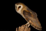 Kerkuil - Tyto alba - Barn Owl