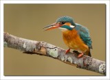 IJsvogel - Alcedo atthis - Kingfisher