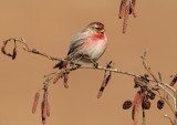 Grote Barmsijs    -    Mealy Redpoll