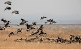 Brandgans - Barnacle Goose