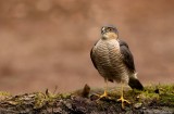 Sperwer - Accipiter nisus - Sparrow Hawk-