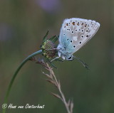 Bleek blauwtje - Polyommatus coridon
