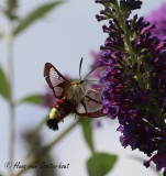 Glasvleugelpijlstaart - Hemaris fuciformis