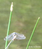 Oostelijke Witsnuitlibel - Leucorrhinia albifrons