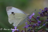 Scheefbloemwitje - Pieris mannii