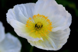 Flowers From the Garden