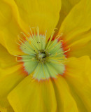 Flowers From the Garden