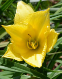 Flowers From the Garden