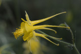 Flowers From the Garden