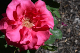 Flowers From the Garden