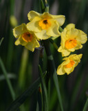 Flowers From the Garden