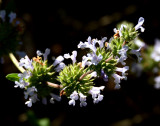 Flowers From the Garden