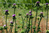 Flora & Fauna Around Mt. Diablo