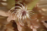 Abstract Clematis.jpg