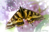 Swallowtail2.jpg