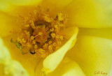 Yellow rose4.jpg