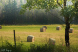 Hay Field.jpg