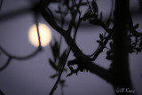 Moon in the Willows.jpg