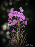 Fireweed-2.jpg