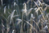 Wheat2.jpg