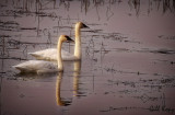 Swans9