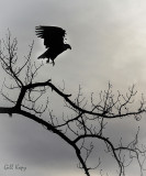 Eagle take off