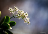 Jade flower2