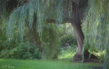 Polson_Park_Willow